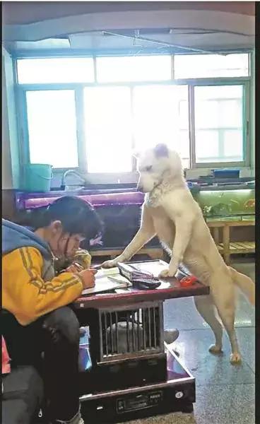 狗把作业撕了孩子伤心欲绝